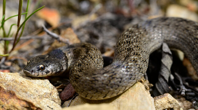 Iberian false smooth snake // Iberische Kapuzennatter (Macroprotodon brevis) - Andalusia, Spain