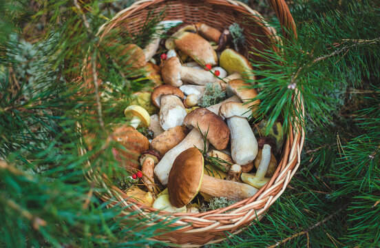 Picking mushrooms in the forest. Selective focus. nature.