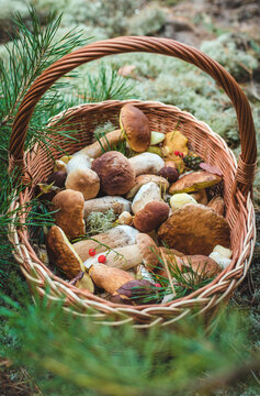 Picking mushrooms in the forest. Selective focus. nature.