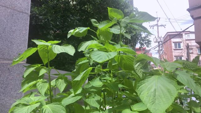 Perilla leaves grow in a vegetable garden.
