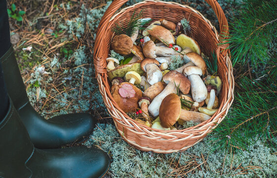 Picking mushrooms in the forest. Selective focus. nature.