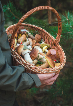 Picking mushrooms in the forest. Selective focus. nature.