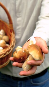 Picking mushrooms in the forest. Selective focus.