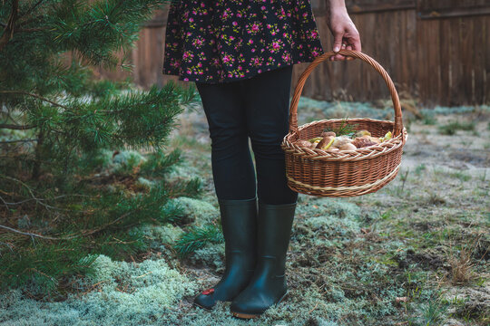 Picking mushrooms in the forest. Selective focus. nature.
