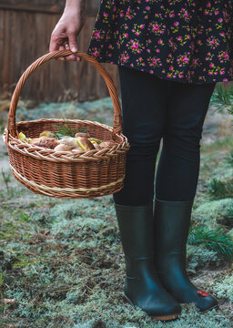 Picking mushrooms in the forest. Selective focus. nature.