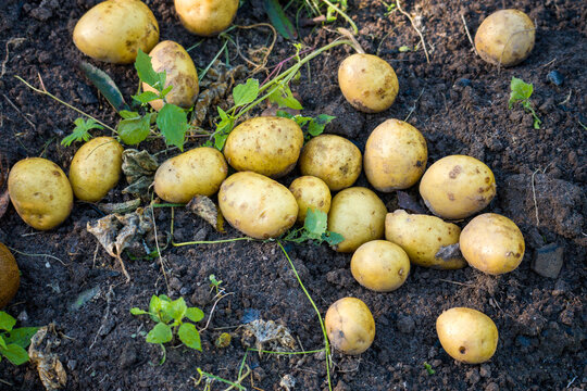 Golden potatoes rest in dark earth. Small green plants sprout nearby. Earthy patches cover some tubers. This is a natural garden harvest scene. Ideal for farming or gardening projects