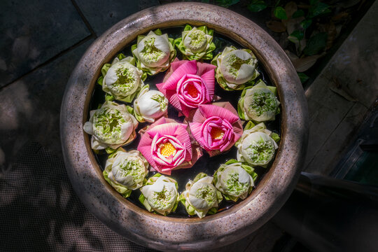 Top view of pink and white floating Lotus flowers in a round vase