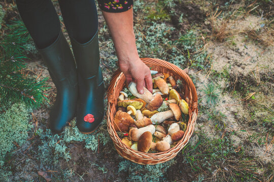 Picking mushrooms in the forest. Selective focus. nature.