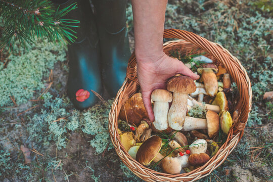 Picking mushrooms in the forest. Selective focus. nature.