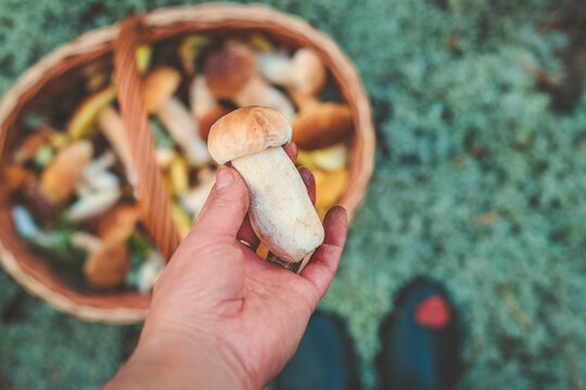 Picking mushrooms in the forest. Selective focus. nature.