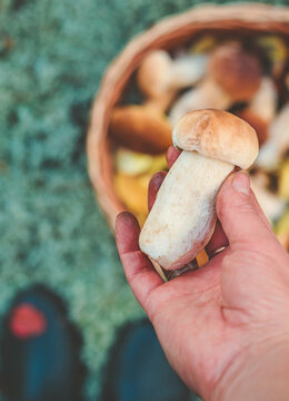Picking mushrooms in the forest. Selective focus. nature.