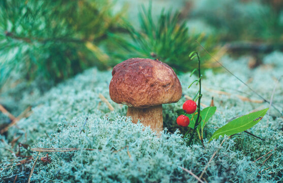 Picking mushrooms in the forest. Selective focus. nature.