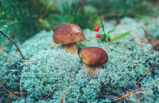 Picking mushrooms in the forest. Selective focus. nature.