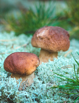 Picking mushrooms in the forest. Selective focus. nature.