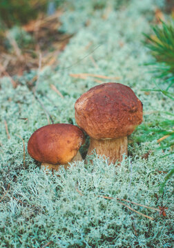 Picking mushrooms in the forest. Selective focus. nature.