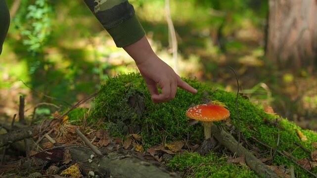 The man's hand points to a fly agaric growing in the forest. Inedible mushroom-toadstool, poisonous mushroom, danger of poisoning. Unsuitable for human consumption.