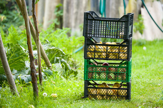 Stacked plastic crates hold fresh fruit. Black and green crates stand on grass. Ripe apples fill each crate. Lush garden plants grow nearby. Sunlight illuminates the scene