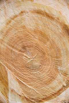 Natural wood texture background with fresh cut tree log cross section and growth rings