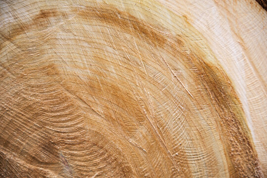 Natural wood texture background with fresh cut tree log cross section and annual growth rings