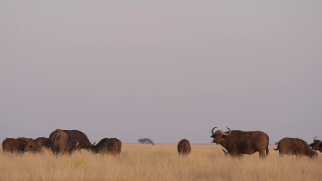 African buffalo (Syncerus caffer )in typical natural Kalahari-Nama Karoo transition habitat near Kimberley, Northern Cape, South Africa, showcasing iconic African wildlife in a wild landscape.