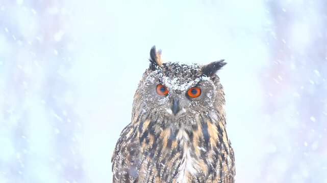 Eurasian eagle owl close up portrait with piercing orange eyes and