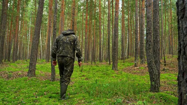 A mushroom picker in rubber boots and with a knife in his hands is walking through the forest in search of edible mushrooms. He carefully examines where the mushrooms grow.