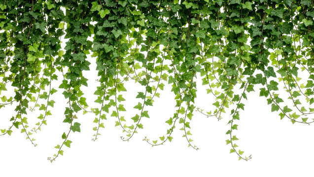 Abundant green ivy vines cascading downwards, isolated on transparent background
