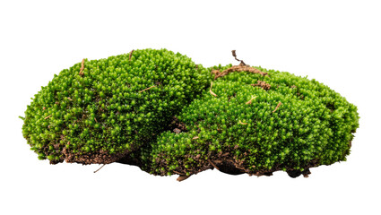 Lush green moss clump with brown soil and dry twigs, isolated on transparent background © PNGIG