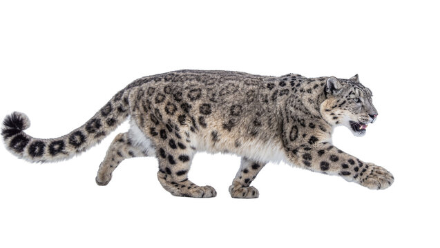 Snow leopard with spotted fur walking, isolated on transparent background