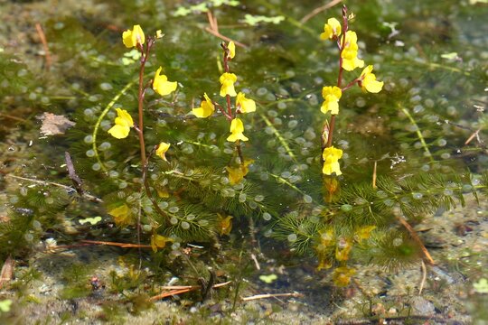 Bright Yellow Aquatic Flowers in Clear Shallow Water