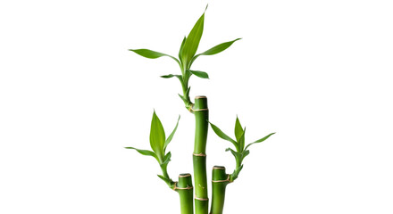 Fototapeta premium Lucky bamboo stalks with green leaves isolated on transparent background