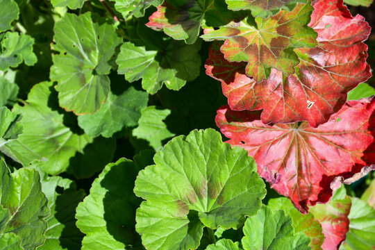 red and green geranium leaves