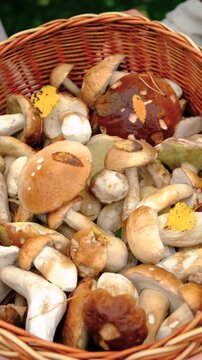 Picking mushrooms in the forest. Selective focus.