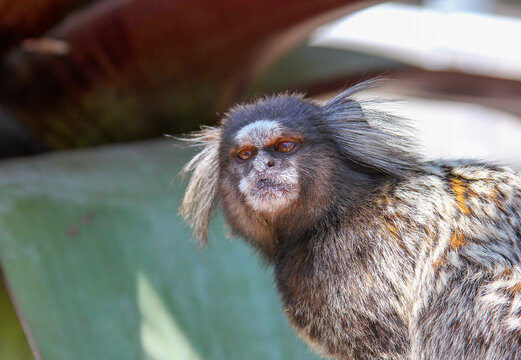 View of a marmoset with distinctive ear tufts and expressive eyes, set against a blurred green background in Rio de Janeiro, Rio de Janeiro, Brazil.