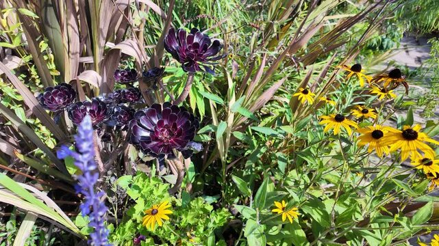 Colorful summer garden flowers and foliage