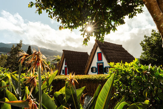 View of traditional thatched-roof Santana houses surrounded by lush greenery and tropical plants under a bright sunburst in Madeira, Portugal.