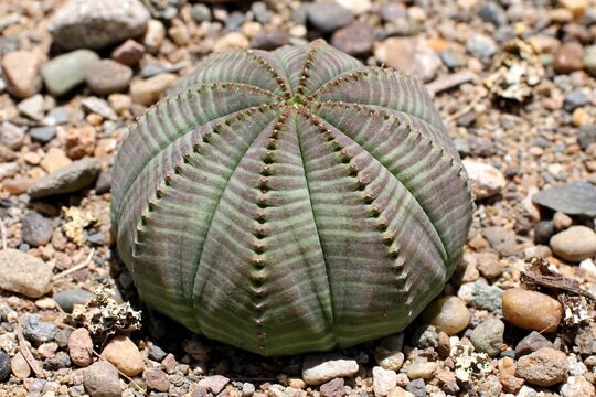 Ribbed Astrophytum Cactus on Multicolored Gravel