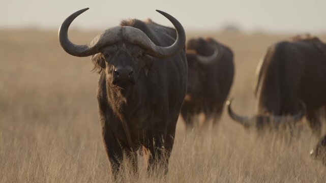 African buffalo (Syncerus caffer )in typical natural Kalahari-Nama Karoo transition habitat near Kimberley, Northern Cape, South Africa, showcasing iconic African wildlife in a wild landscape.