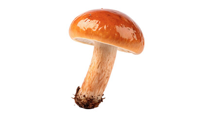 Single wild orange lobster mushroom isolated on dark background © Sophia