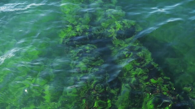 Vibrant Green Algae Underwater in Clear Water