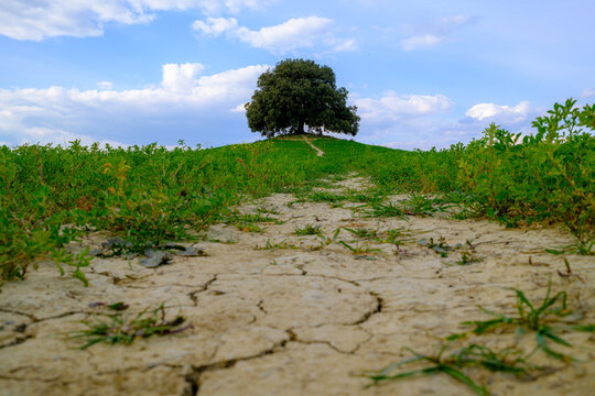 View of a lone tree standing on a grassy hill above dry cracked earth under a blue sky in Tuscany, Italy.