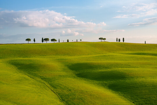 View of rolling green hills with a line of cypress trees on the horizon under a soft blue sky in Tuscany, Italy.