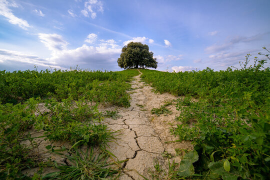 View of a lone tree standing on a hill at the end of a cracked dirt path through green fields under a blue sky in Tuscany, Italy.