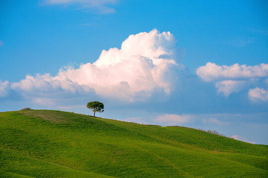 View of a lone tree standing on a rolling green hill under a bright blue sky with a large white cloud in the countryside of Tuscany, Italy.
