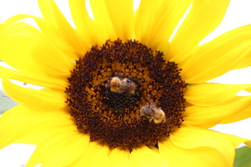 Two bees on Sunflower with golden yellw Petals acting as sunburst affect. © George Green