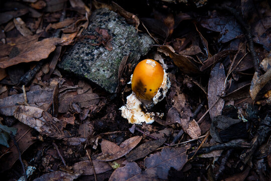 Egg of the Forest