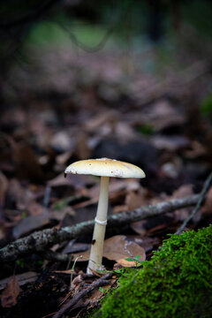 The Pale Parasol