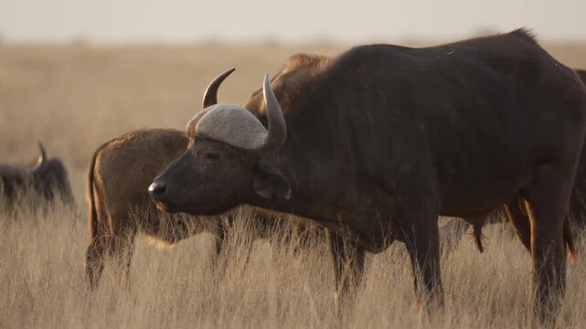 African buffalo (Syncerus caffer )in typical natural Kalahari-Nama Karoo transition habitat near Kimberley, Northern Cape, South Africa, showcasing iconic African wildlife in a wild landscape.