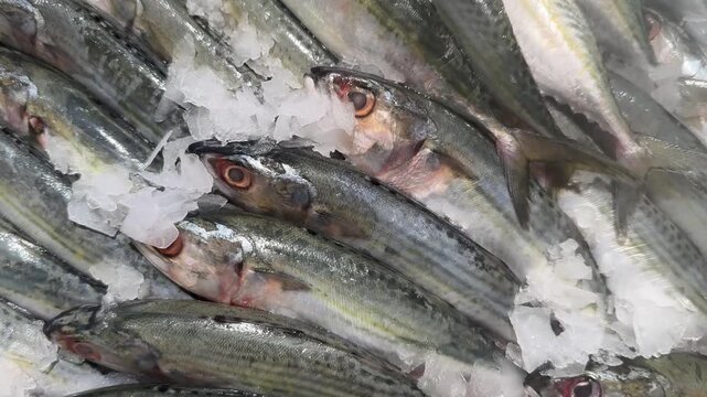Footage of Fresh Whole Mackerel on Crushed Ice at Supermarket Seafood Counter.
