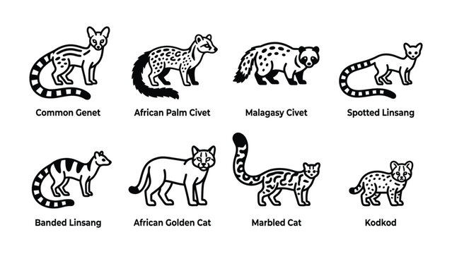 Collection of Civets and Related Feliforms: This illustration showcases eight distinct species of civets and related animals, including the common genet, African palm civet, Malagasy civet.